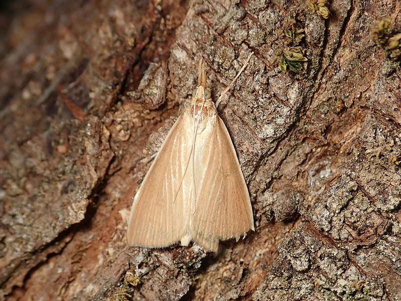 Sclerocona acutella, Crambidae